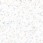 Индийский керамогранит матовый под белый терраццо muria cherry fussion 60x60 см